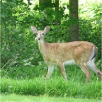 deer2.JPG