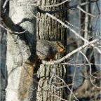 squirrel.JPG