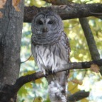 owl2.JPG